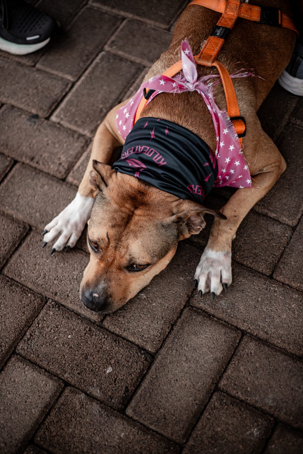 A dog wearing a Kiloeaters bandana at a social run